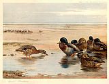 Archibald Thorburn Mallard on the Shore painting